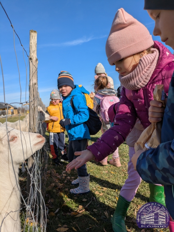 Dyniowa zabawa Żaczków