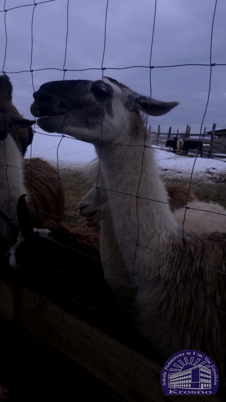Zimowa przygoda klasy 7a w Pstrągowej